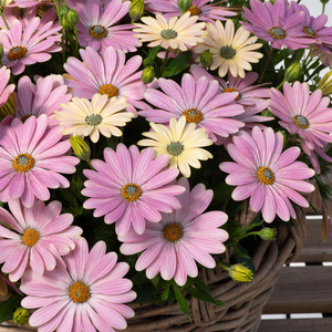 Osteospermum Dalina Pink Spring | 5 x 6cm Garden Ready Biodegradable Potted Plants