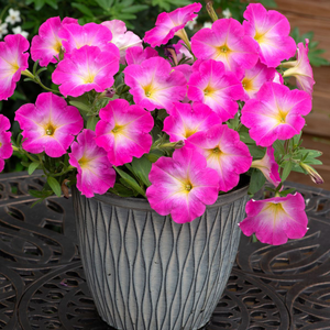 Petunia Viva Rose Morn | 5 x 6cm Garden Ready Biodegradable Potted Plants