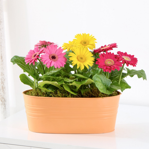 Sweet Summer Gerbera Plants