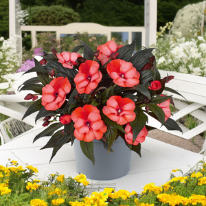 New Guinea Impatiens Clockwork Bicolour Orange | 5 x 6cm Garden Ready Biodegradable Potted Plants