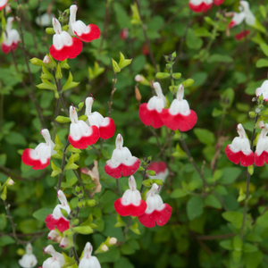 Salvia Hot Lips | Tray of 40 Garden Ready 5cm Plants