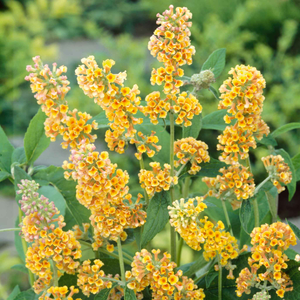 Buddleja 'Sungold'