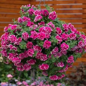 Petunia Tumbelina Anna | Tray of 84 Large Plug Plants