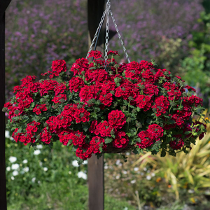 Verbena Showboat Crimson Velvet | Tray of 84 Large Plug Plants