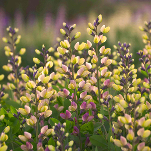 Baptisia 'Decadence Pink Lemonade'