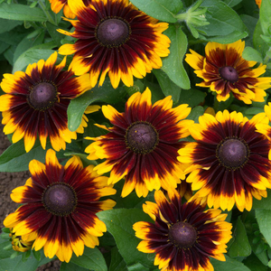 Rudbeckia Toto Rustic | Tray of 104 Large Plug Plants