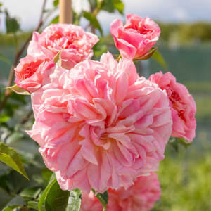 Rose 'Pirouette'