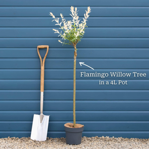 Flamingo Willow Tree | Salix integra 'Flamingo Royal'