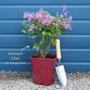 Lilac | Syringa vulgaris 'Andenken an Ludwig Späth'