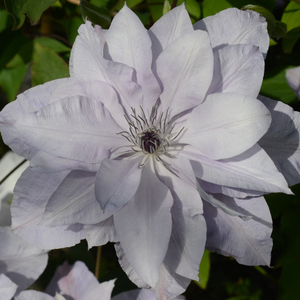 Clematis 'Reflections' (Evipo035)