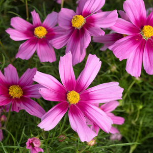 Cosmos Apollo Rose Eye | Tray of 60 Value Plug Plants