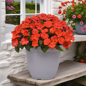 Impatiens Interspecific Solarscape Orange Burst | Tray of 28 Value Large Plug Plants