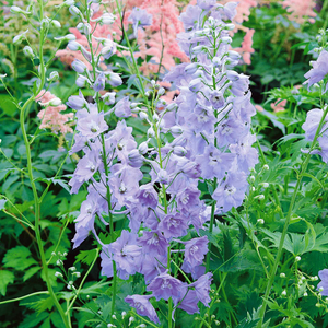 Delphinium Pacific 'Guinevere'