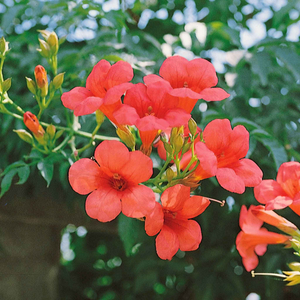 Campsis 'Ebony & Red'