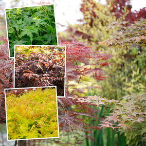 Acer palmatum Collection