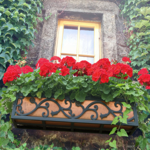 42" Vienna Deluxe Wrought Iron Window Box