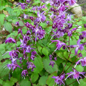 Lilafee Epimedium