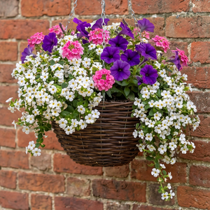 Hanging Basket x12 Plugs