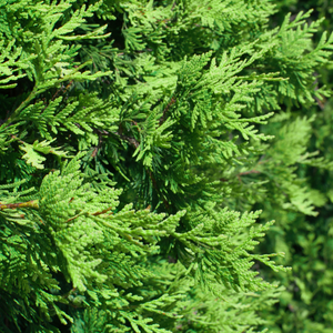 Thuja occidentalis 'Smaragd' - 2L Pot