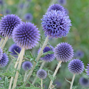 Echinops ritro 'Veitchs Blue' - 2L Pot