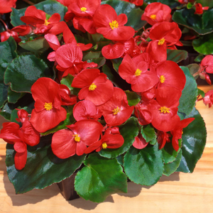 Begonia Heaven Red | 5 x 6cm Garden Ready Biodegradable Potted Plants