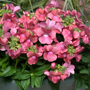 Nemesia Lady Rose | 3 x 6cm Garden Ready Biodegradable Potted Plants