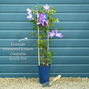 Raymond Evison Clematis 'The Duchess of Cornwall'