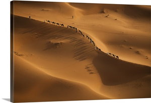 A caravan of camel merchants, rider and camels in a line, on the Sahara Desert sands