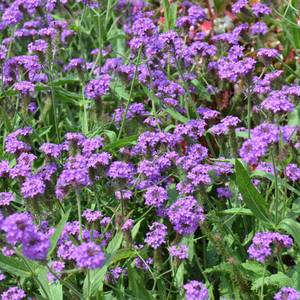 Verbena Santos | Tray of 40 Plug Plants
