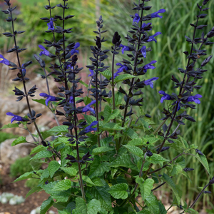 Salvia Salgoon Lake Onega | 1 Litre Garden Ready Plant