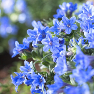 Lithodora diffusa 'Heavenly Blue'