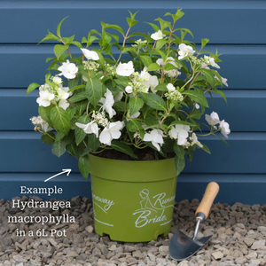 Hydrangea 'Runaway Bride'