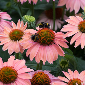 Echinacea Mooodz Motivation | 1 Litre Garden Ready Plant