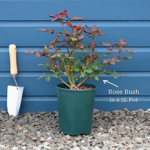 'Sweet MemoriesTM' Patio Shrub Rose