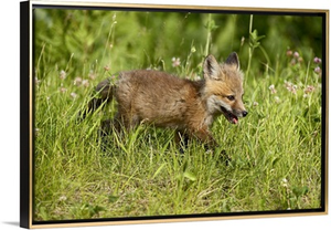 Red fox kit, Sandstone, Minnesota