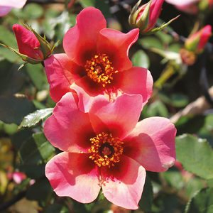 Rose 'For Your Eyes Only' 4L pot NGW