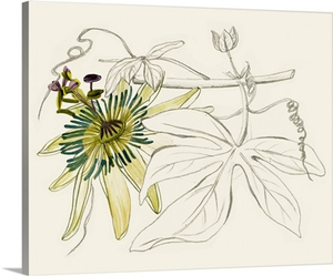 Passionflower I