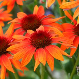 Echinacea 'Hot Lava' - 9cm Pot