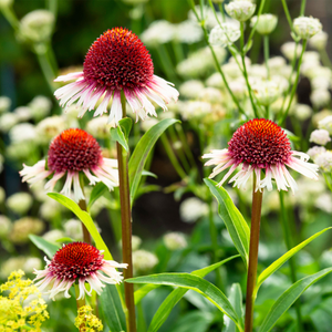 Echinacea 'Strawberry and Cream' - 9cm Pot
