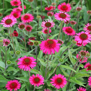 Echinacea 'Delicious Candy' - 9cm Pot
