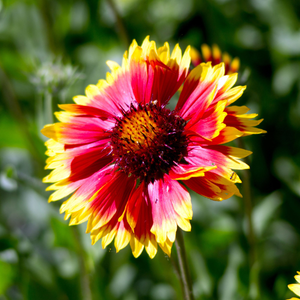 Echinacea 'Pink Lemonade' - 9cm Pot