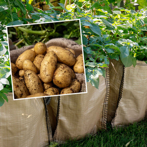 Potato 'Charlotte' Christmas Harvest Grow Kit