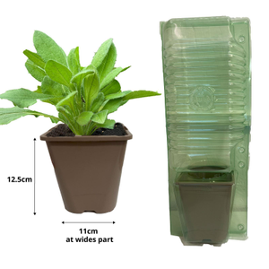 Verbena hybrida Seabrook's Lavender | 1 Litre Garden Ready Plant