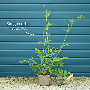 Korean Burnet | Sanguisorba 'Lilac Squirrel'