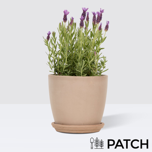 PATCH Laurens Lavender Outdoor Plant in Terracotta Pot