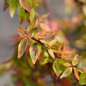 Abelia grandiflora 'kaleidoscope' - 3L Pot