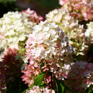 Hydrangea paniculata 'Graffiti' - 5L Pot