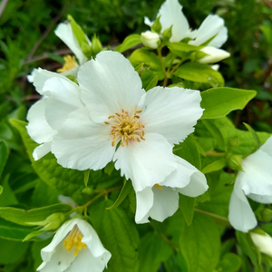 Philadelphus 'Lemoinei' - 5L Pot