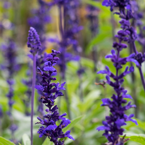 English Lavender 'Hidcote' 10/20cm - 2L pot