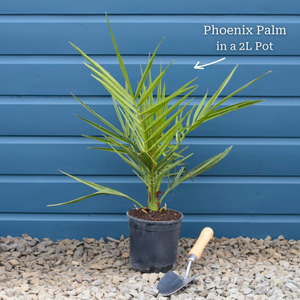 Canary Island Date Palm | Phoenix canariensis